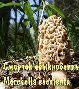 Mushroom smorshok - larawan at paglalarawan, labis na kapangyarihan at pagwawalang-kilos