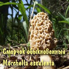 Mushroom smorshok - larawan at paglalarawan, labis na kapangyarihan at pagwawalang-kilos