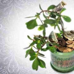 Як садити грошове дерево